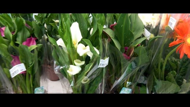 Магазин комнатных цветов. Обзор смотреть онлайн