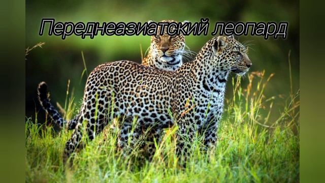 Животные из Красной книги России! смотреть онлайн