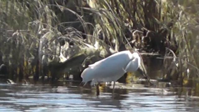 БОЛЬШАЯ БЕЛАЯ ЦАПЛЯ НУЖДАЕТСЯ В СОСТРАДАНИИ И ПОМОЩИ смотреть онлайн