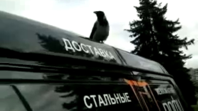 Ворона-петух смотреть онлайн