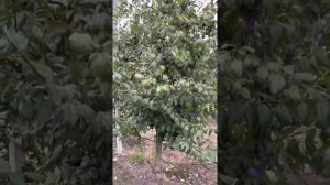 Слива «Анжелина» | Сады Дагестана «Анжелина»