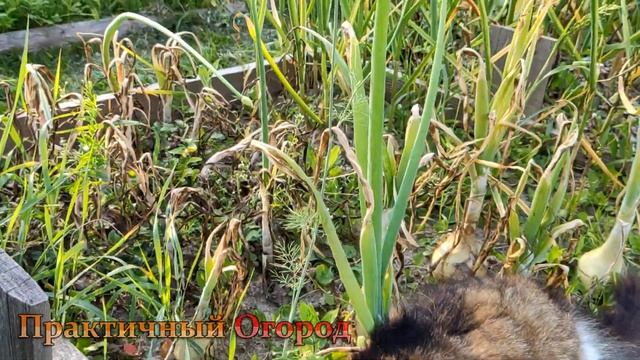Гибнет лук от пероноспороза. Вырастить лук из семян оказалось не так то просто. смотреть онлайн