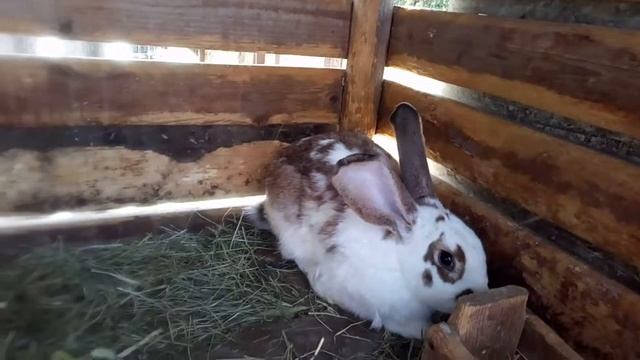 Новый кролик. Наш новичок) Мужчина-производитель. Придумаем кличку вместе) смотреть онлайн