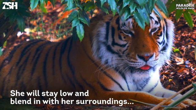 Meet the Animals! Episode 2: Siberia (Amur Tiger)! смотреть онлайн