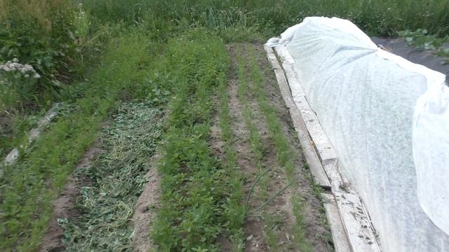 Морковь (ч.2) и Лук севок, обзор через месяц 10.06.2015г. смотреть онлайн