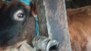 чем лечить попеломы или бородавки у коровы ? выгнали корову из ее сарая в минус - 23 градуса !!!