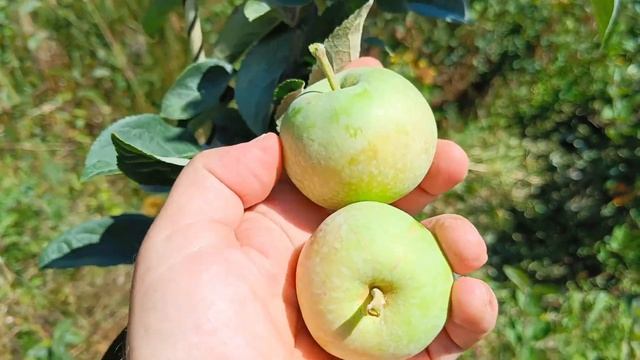 Сорт яблони Конфетное в Подмосковье 2022г смотреть онлайн