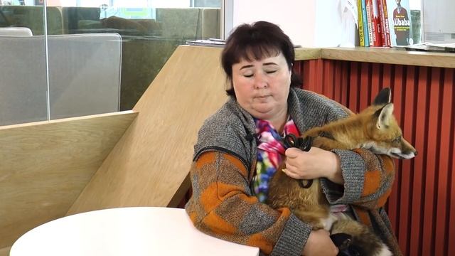 Лисица с травмированными лапами стала моделью смотреть онлайн