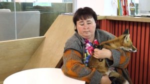 Лисица с травмированными лапами стала моделью