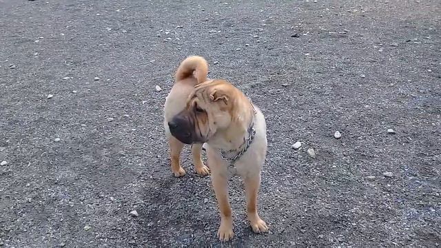 Пёс Тотоша знакомится с юным Тайсоном, шарпеем смотреть онлайн