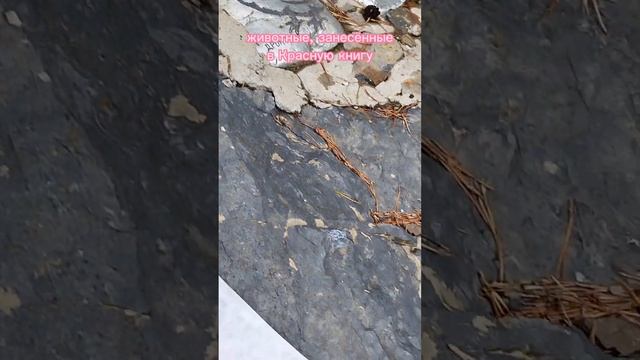 Йога-тур в Северной Осетии. День 3. Поход к водопаду Жемчужина. #гармония #йога #горы смотреть онлайн