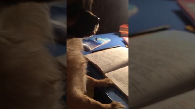 Умная собаченка смотреть онлайн