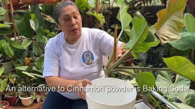 How to Propagate Philodendrons (Prince Albert) смотреть онлайн