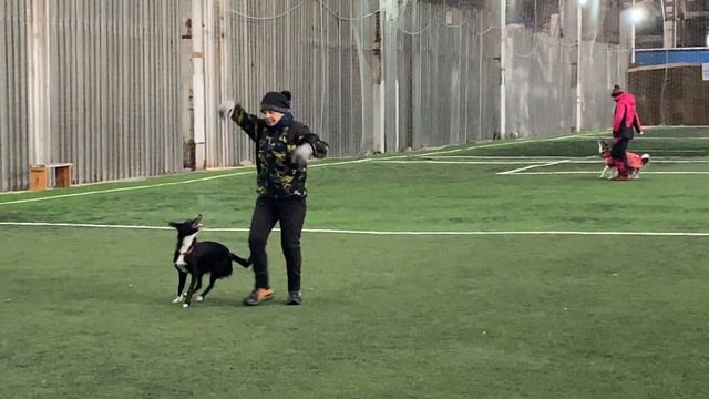 Танцы с собаками Dog dance Тимошина Светлана & Брина Танец "Дикая река". Тренировка. 07.02.2022г смотреть онлайн