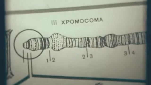 Хромосомы и индивидуальное развитие организма (1970) смотреть онлайн