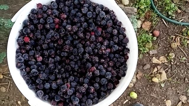 Очень полезна, ягода СИНЕГО ЦВЕТА смотреть онлайн