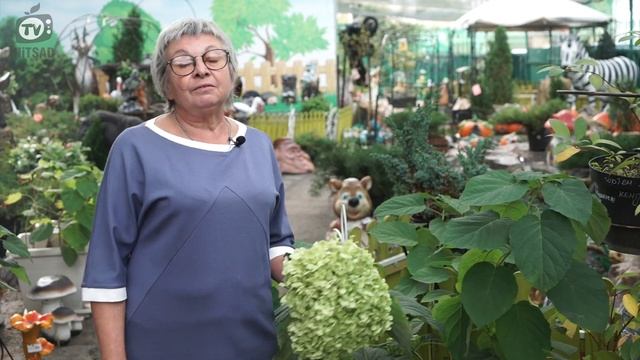 Гортензия Осенью? Что нужно знать о посадке Гортензии в сентябре - Хитсад медиа смотреть онлайн