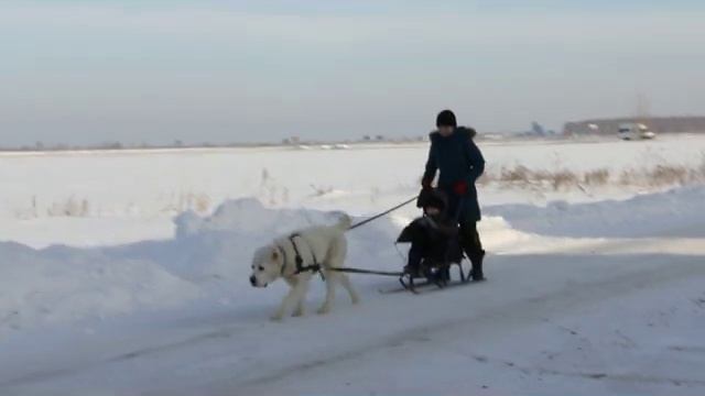 тренировка среднеазиатской овчарки - ездовая (собака питомника ТИМЕРТАШ) смотреть онлайн