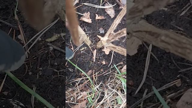 метод деления куста  гортензий