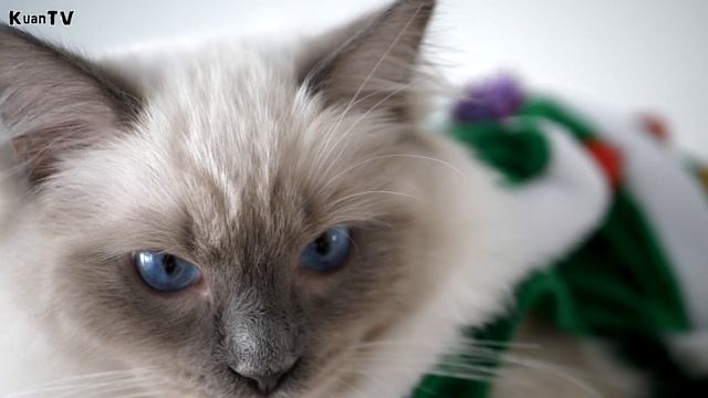 Рэгдолл (Ragdoll) - самая красивая и ленивая порода кошек. смотреть онлайн