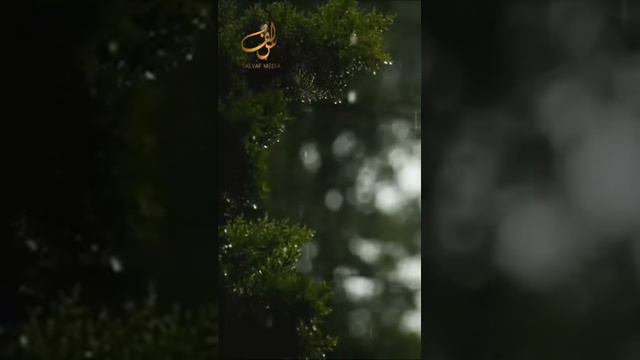 Шейх Мишари Рашид сура-31 Лукман (Лукман) #kuran#zakirnaik #kuran#sunnah#коран