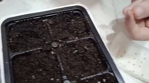 Как посеять семена баклажан, чтобы проклюнулись за  4 дня   #баклажан#ютуб