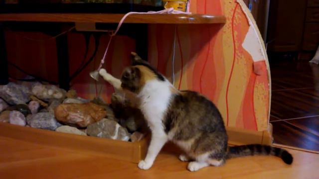 Кошка звонит в колокольчик смотреть онлайн