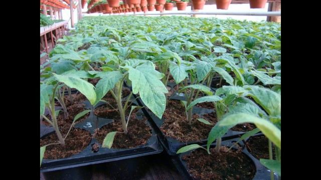 ??РАЗБИРАЕМСЯ С ВЫСОТОЙ ТОМАТОВ. ВЫСОКОРОСЛЫЕ, СРЕДНЕРОСЛЫЕ, НИЗКОРОСЛЫЕ ПОМИДОРЫ смотреть онлайн