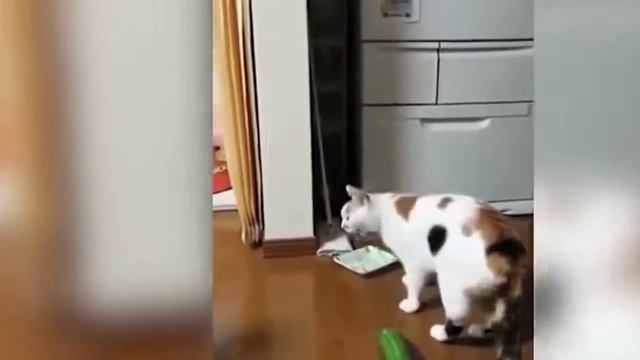 Реакция кошек на огурцы смотреть онлайн