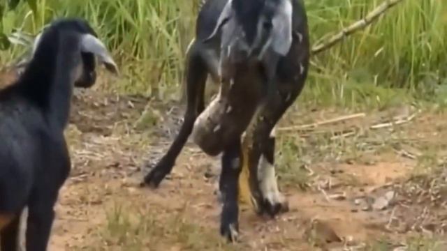 Big python eating Healthy big Goat смотреть онлайн