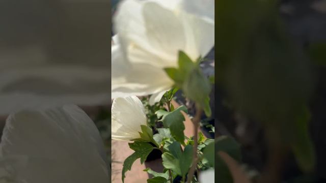 Hibiscus syriacus White Chiffon / Гібіскус сірійський Вайт Шифон смотреть онлайн