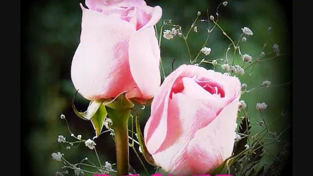 SONNET 53.wmv смотреть онлайн