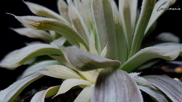 Haworthia - The Jewels of the Succulent World - Episode Six - Cooperi 'Silver Swirl' смотреть онлайн