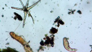 Коловратки, амёбы, инфузории, бактерии в капле воды под микроскопом на увеличении 100х и 400х.