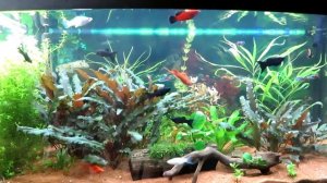 Ph и Kh/Всегда ли нужен яркий свет в аквариуме?