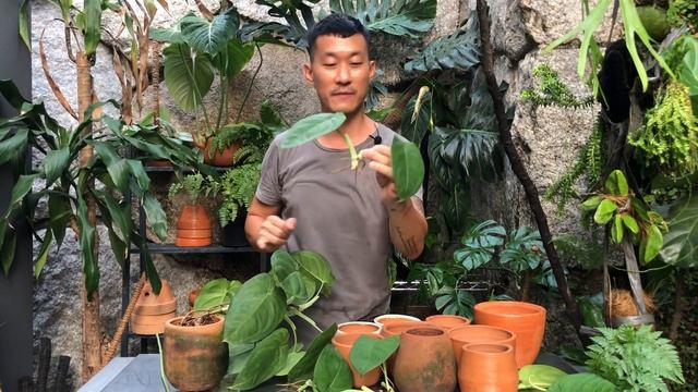 Syngonium Macrophyllum Frosted Heart Care And Propagation