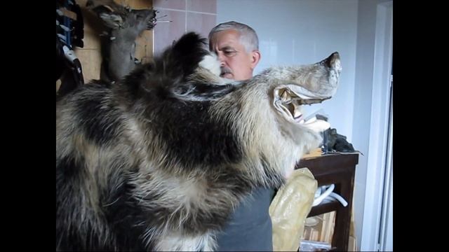 Кабан пегий(Sus scrofa).Таксидермия. Виктор Бахмат. смотреть онлайн