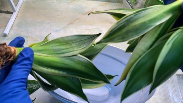 Сансевиерии в безземельный субстракт ?? #80 смотреть онлайн