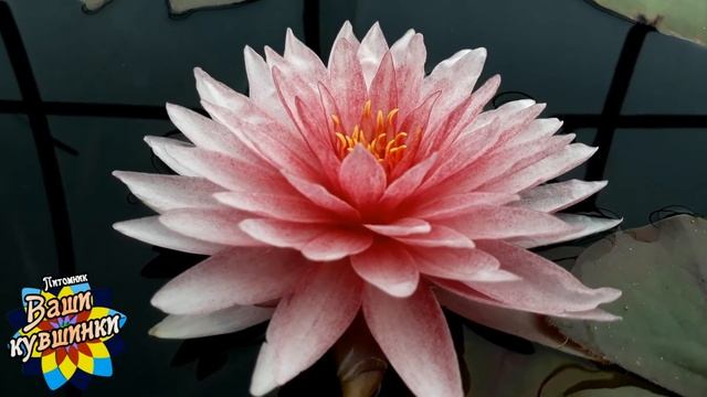 Нимфея Mahasombut (Махасабут) кувшинка, waterlily, водные растения, пруд смотреть онлайн