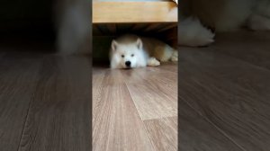 Самоед разговаривает!!!!!