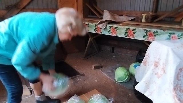 Жизнь в деревне//Уборка капусты// Что в погребе//Готовлю чеснок на посадку// смотреть онлайн