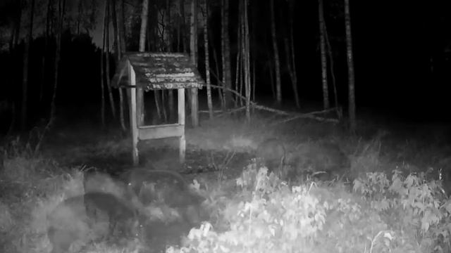 Видео с фотоловушки смотреть онлайн