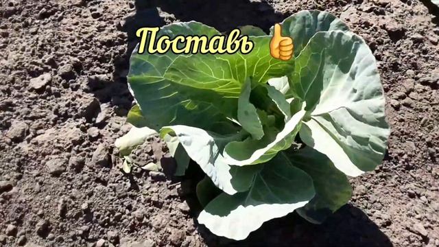 Интересные Факты и Загадки