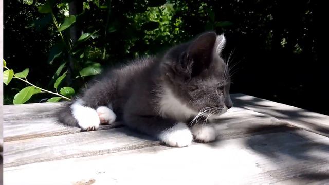 кіт Тім🐈та його день народження🎉 як він проводе час😊👍 смотреть онлайн