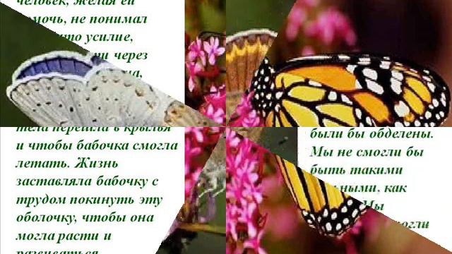 УРОК БАБОЧКИ смотреть онлайн