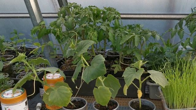 ШОК!!! Результат испытания ионитного субстрата ЦИОН. смотреть онлайн