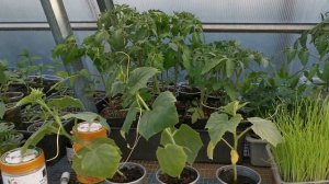 ШОК!!! Результат испытания ионитного субстрата ЦИОН.