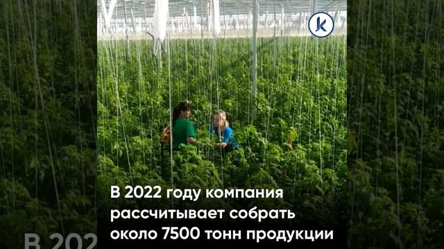 В Гвардейском округе открылся новый тепличный комплекс площадью 4,5 гектара смотреть онлайн