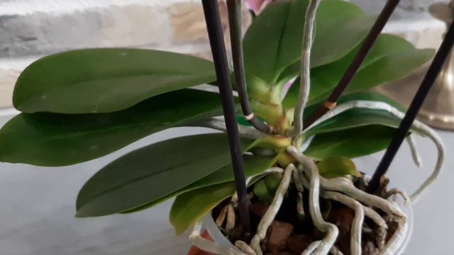 Поймала бабочку, пелора, трипса и ещё одну бедолажку. смотреть онлайн