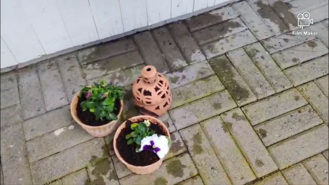 Цветы под нашими окнами и во дворе